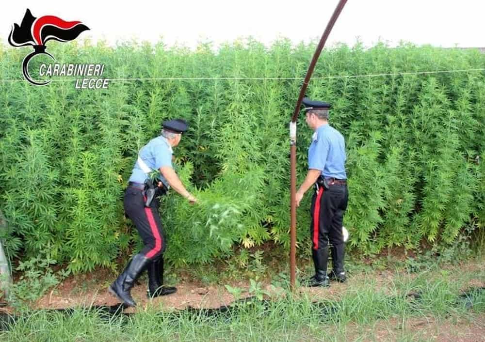 Drone dei Carabinieri trova Marijuana