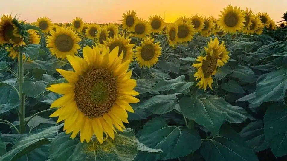 Campi di girasoli: in Ucraina li proteggono i droni