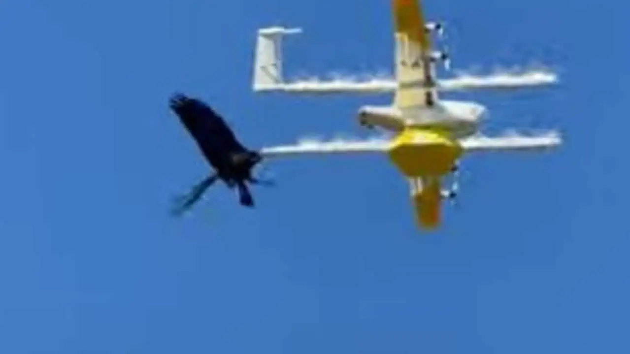 Droni Google Wing attaccati da uccelli