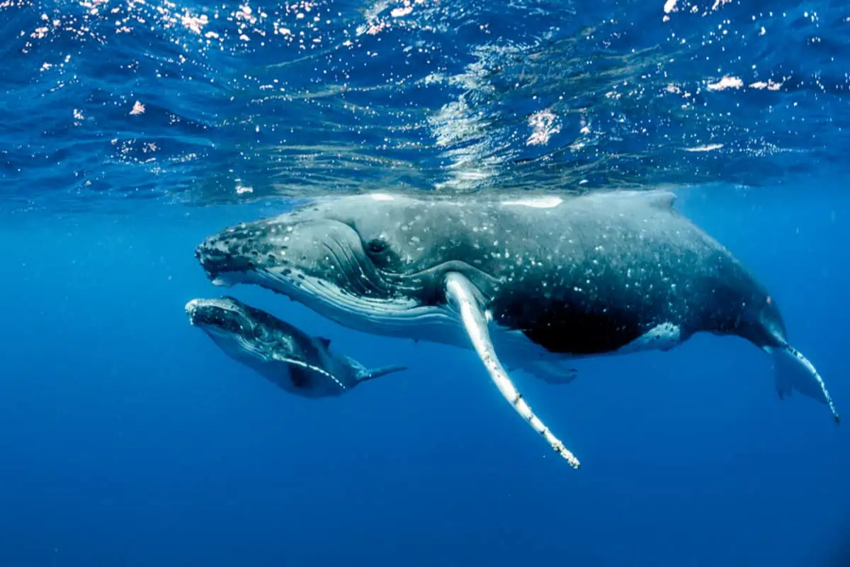 Ricerca sulle balene: droni in aiuto agli studiosi