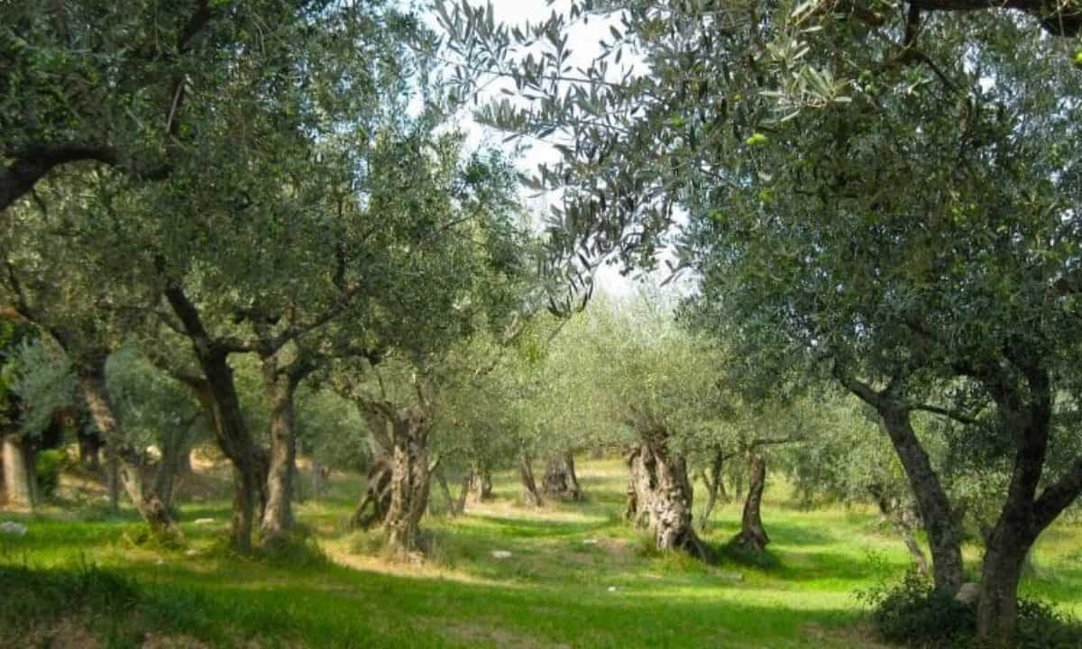 Droni agricoli contro la mosca dell'olivo