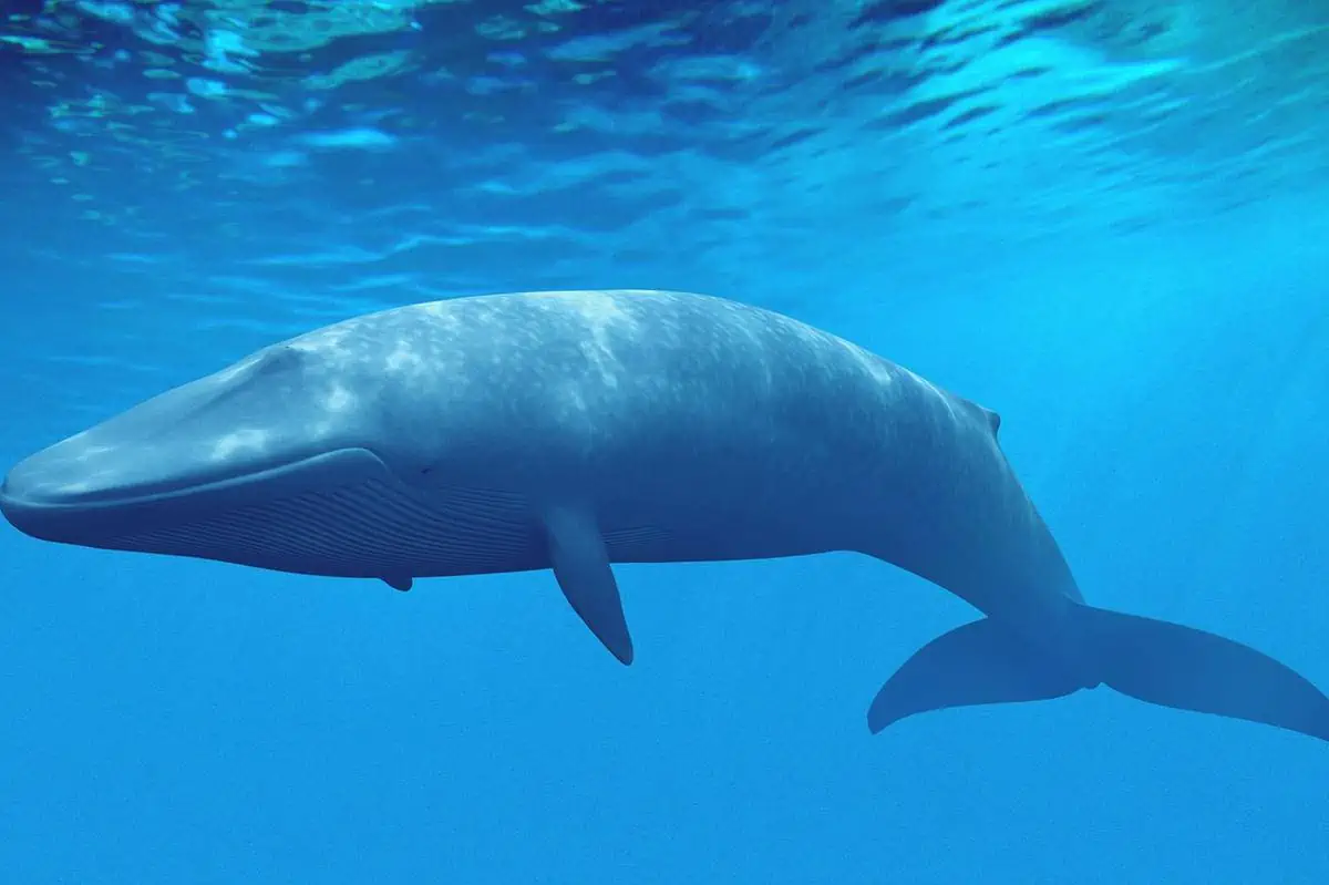 Analisi con droni sulla vita delle balene