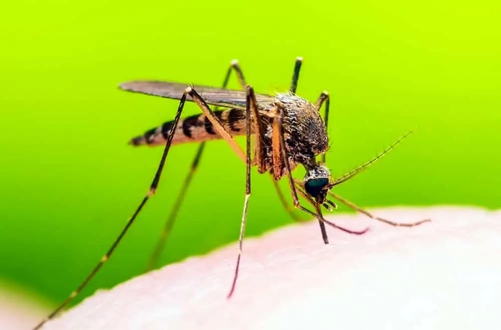 Zanzare tigre: in Francia si combattono con i droni