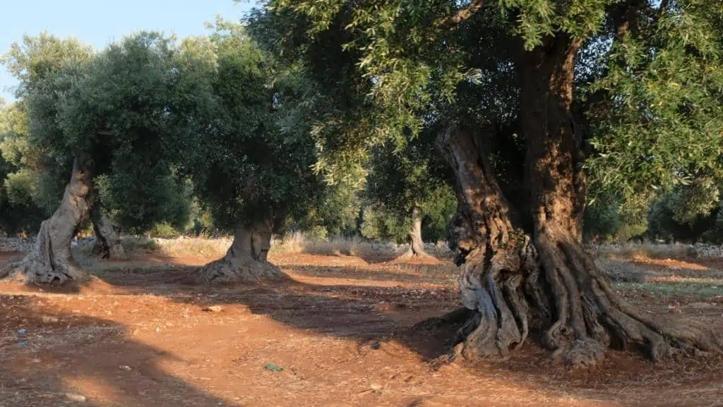 Diagnosi precoce della xylella con droni