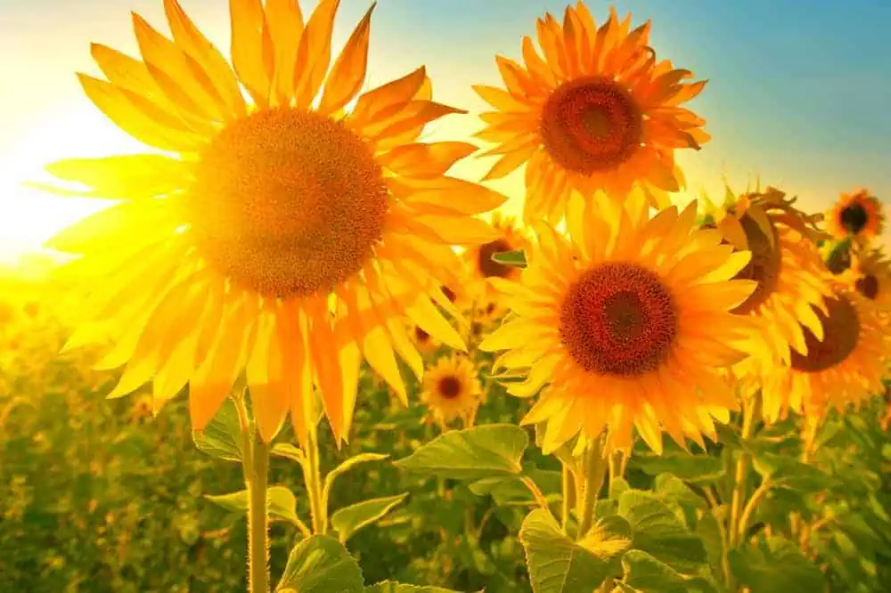 Coltivazioni di girasoli con droni in Australia