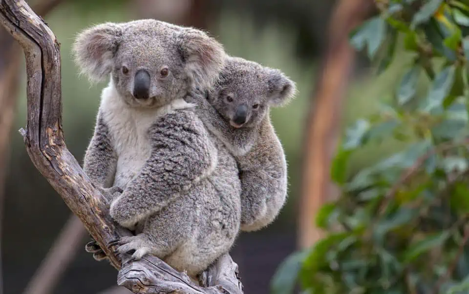 Habitat adatti ai koala: un aiuto dai droni