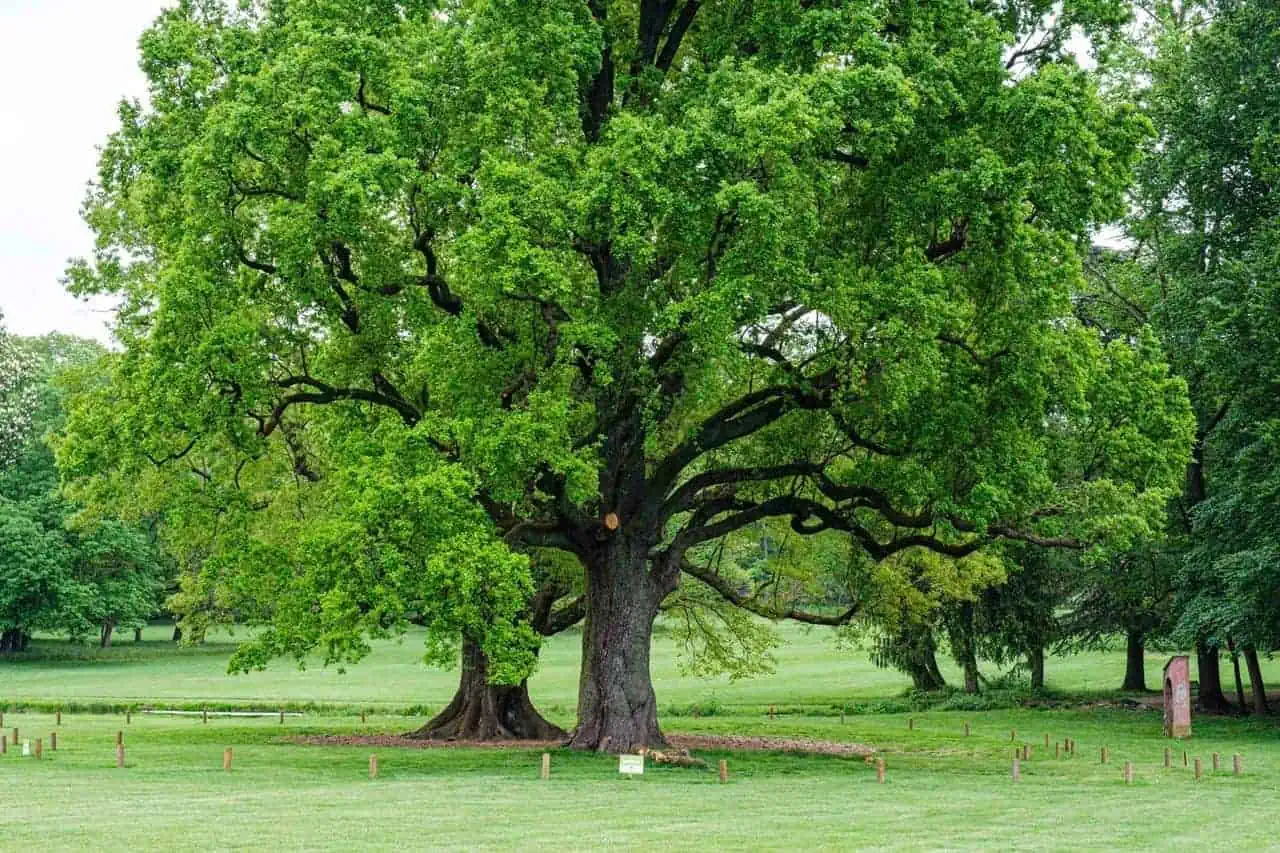 Droni per piantare alberi contro le emissioni di carbonio