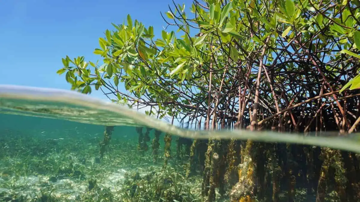 Mangrovie: droni all'opera per seminare nuove piante