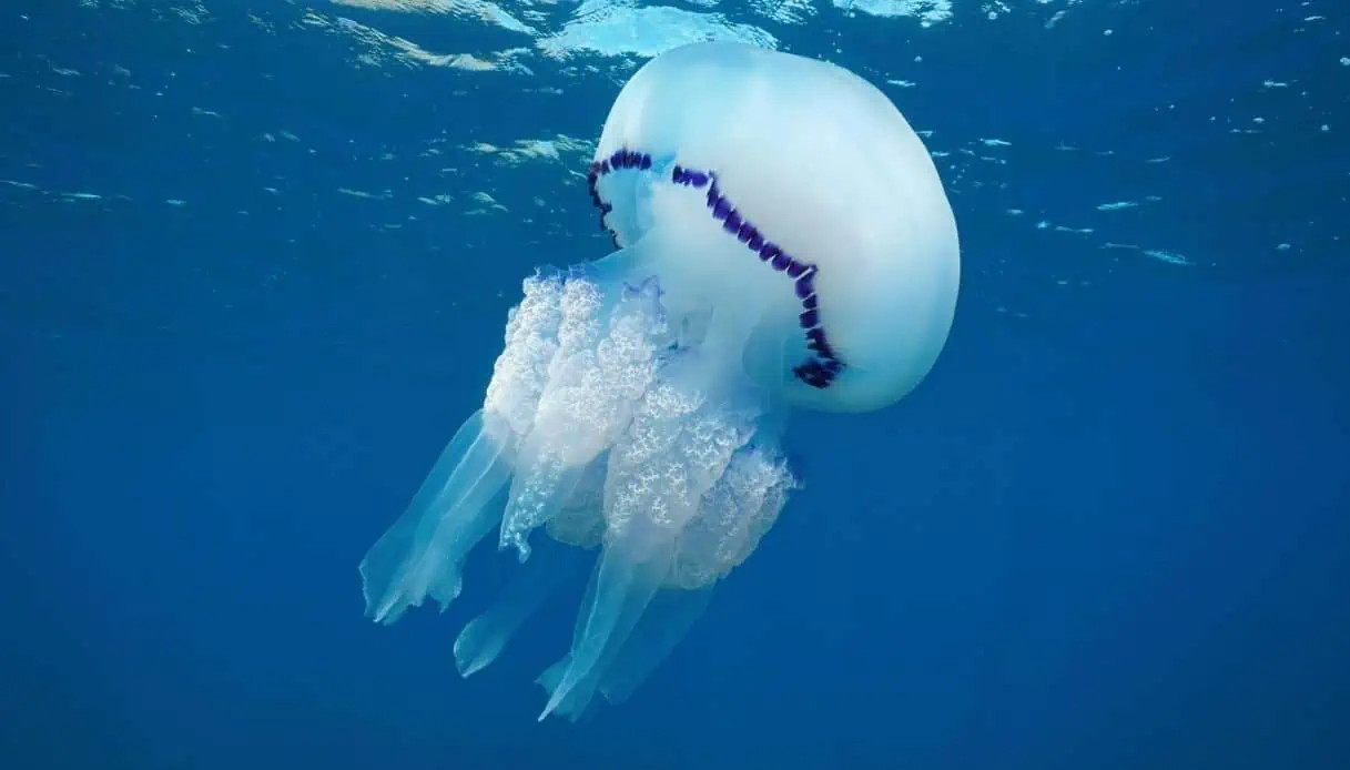 Meduse pericolose: scendono in campo i droni