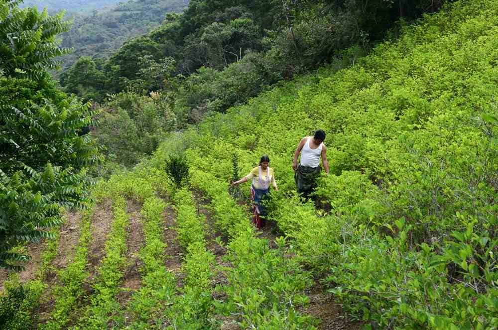 Piantagioni di cocaina: scendono in campo i droni
