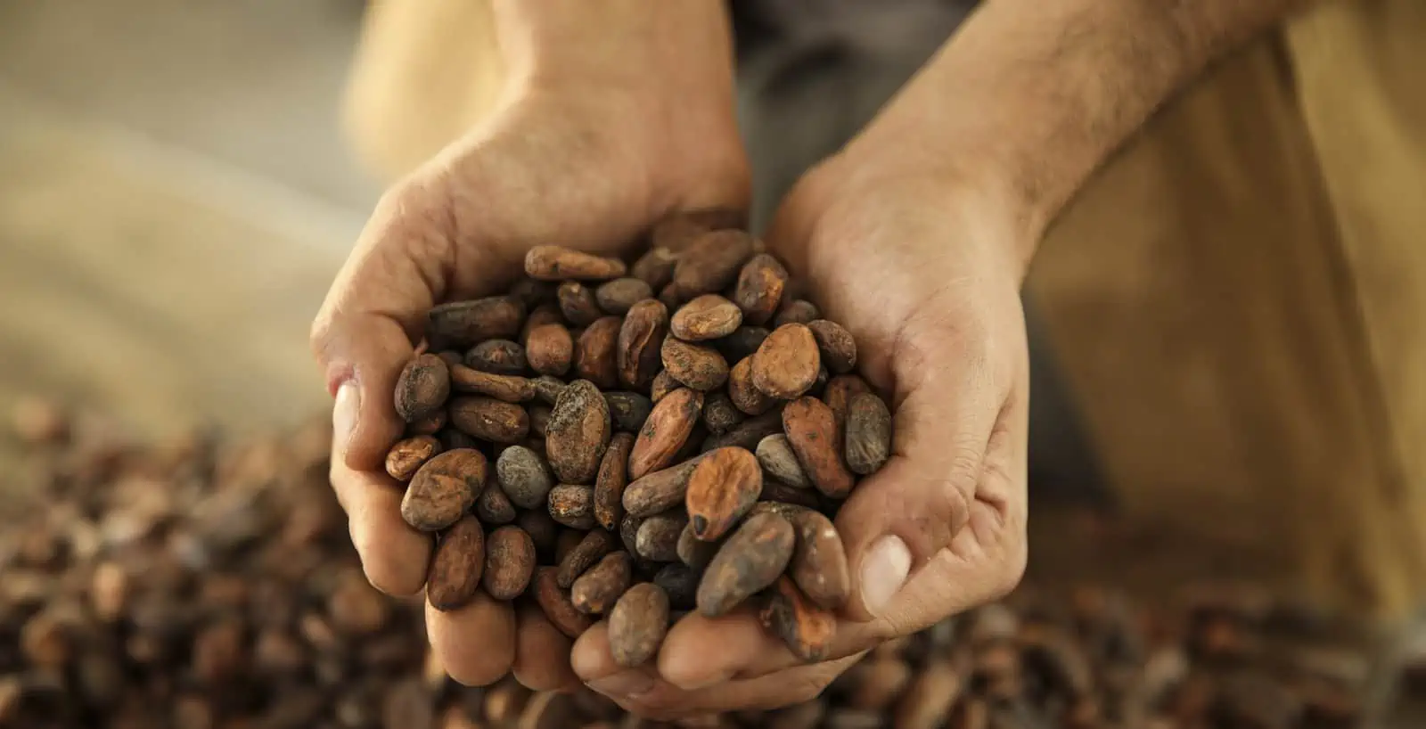 Coltivazione cacao: l'Ecuador si affida ai droni
