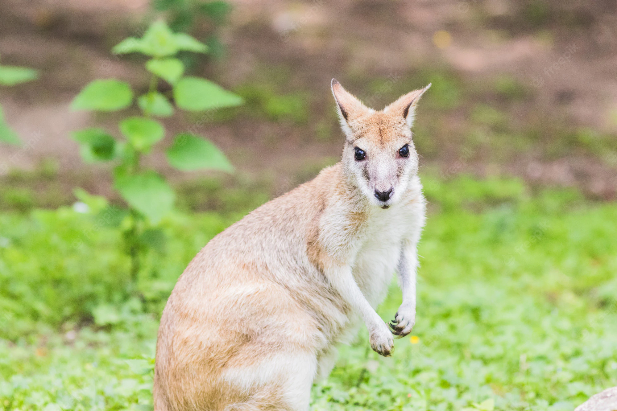 Wallaby: in Nuova Zelanda li cacciano i droni