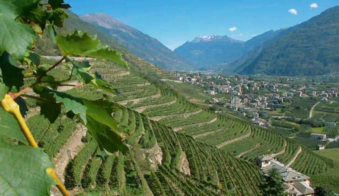 Vigne: partita la sperimentazione con droni