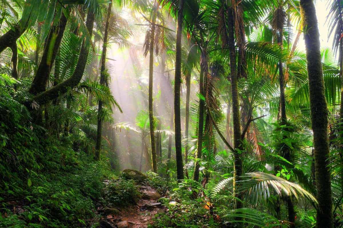 Ricerca DNA con droni nelle foreste pluviali