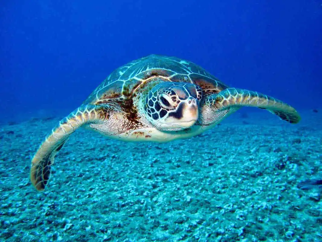 Tartarughe liuto studiate grazie ai droni