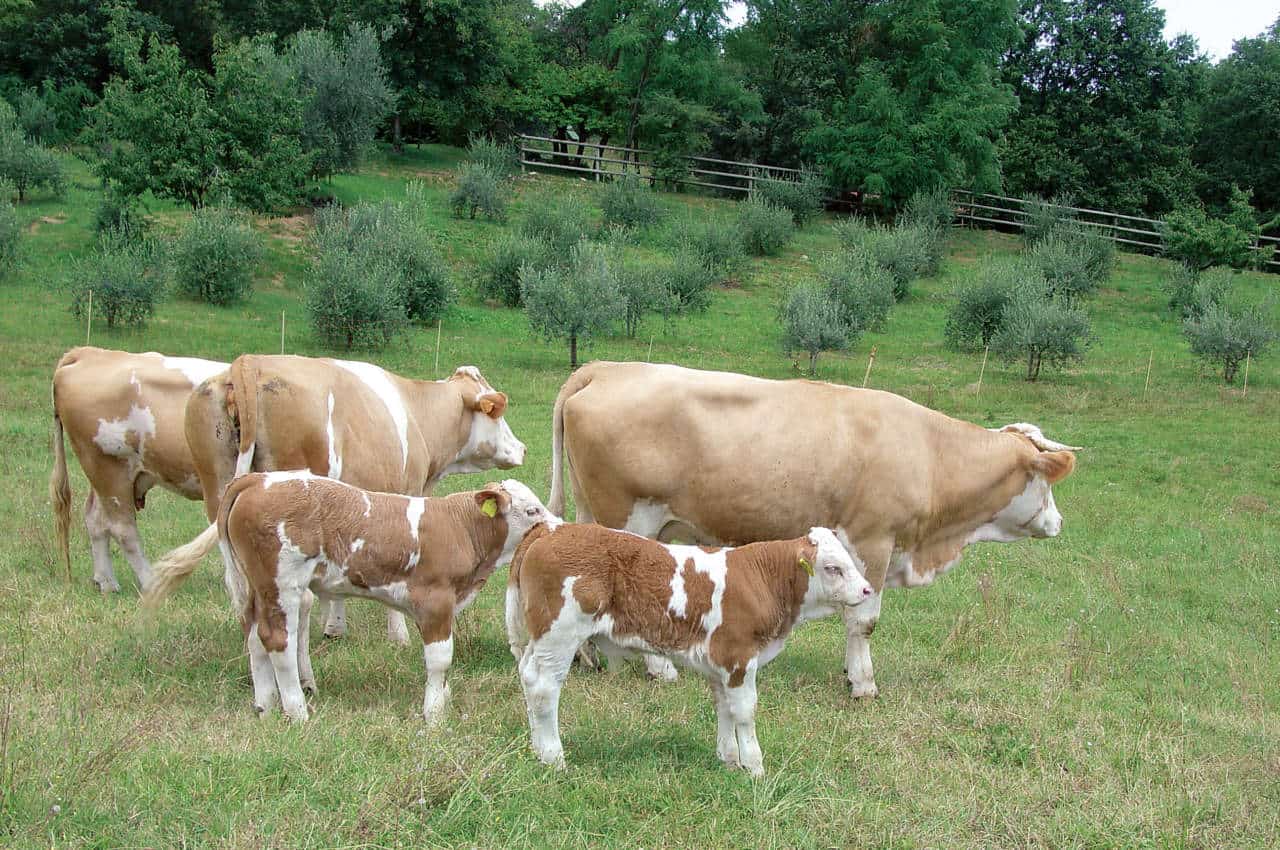 Allevamenti di bovini controllati con droni