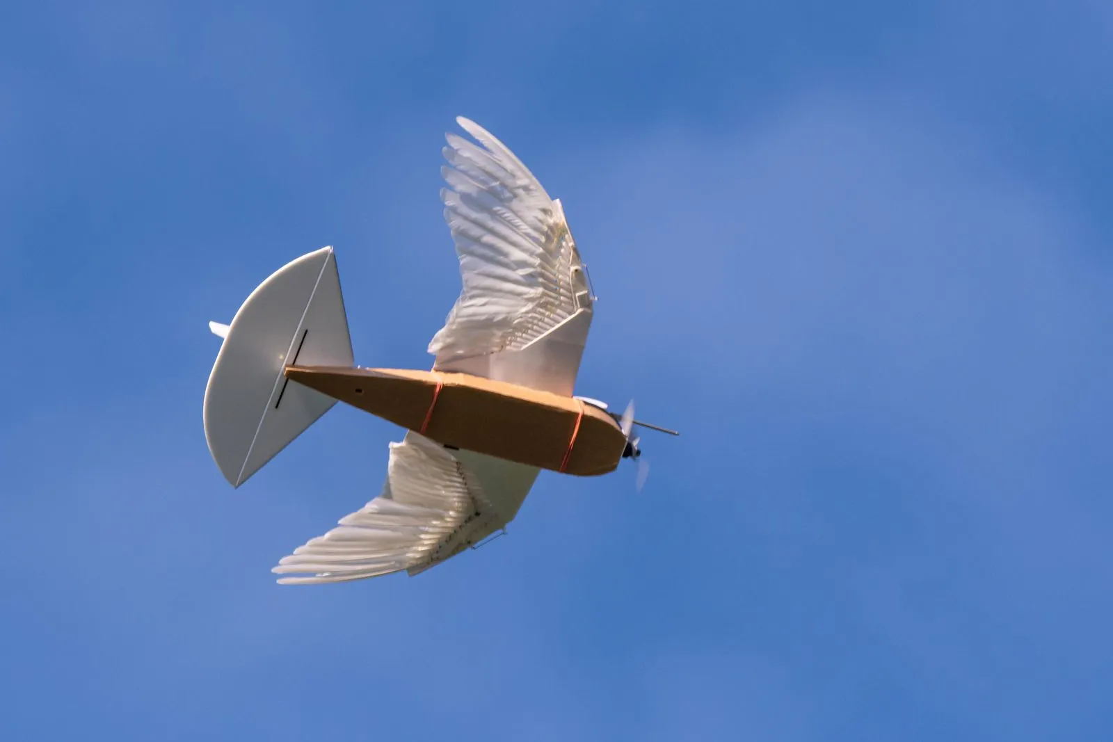 Droni uccello: la realtà supera la fantasia