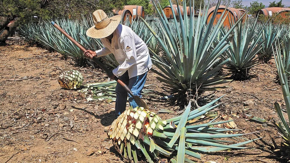 Agave tequila: droni per la sua coltivazione