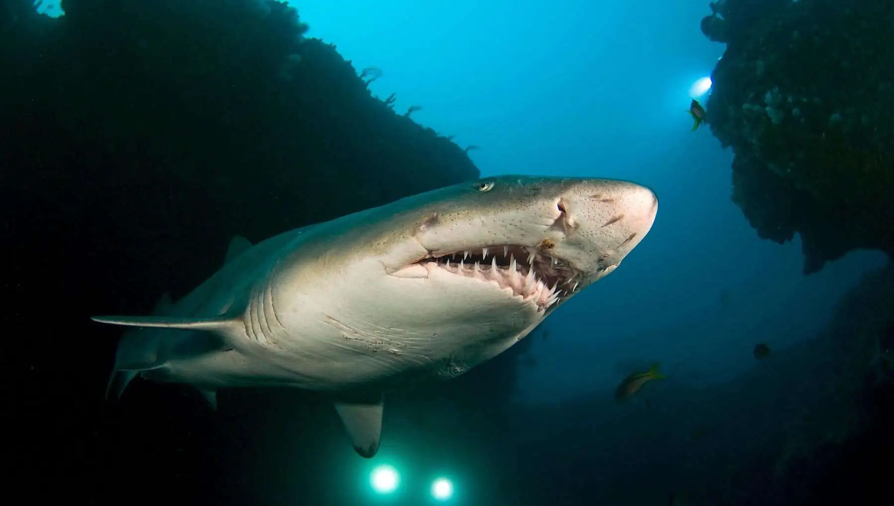 Allarme squali: New York schiera i droni