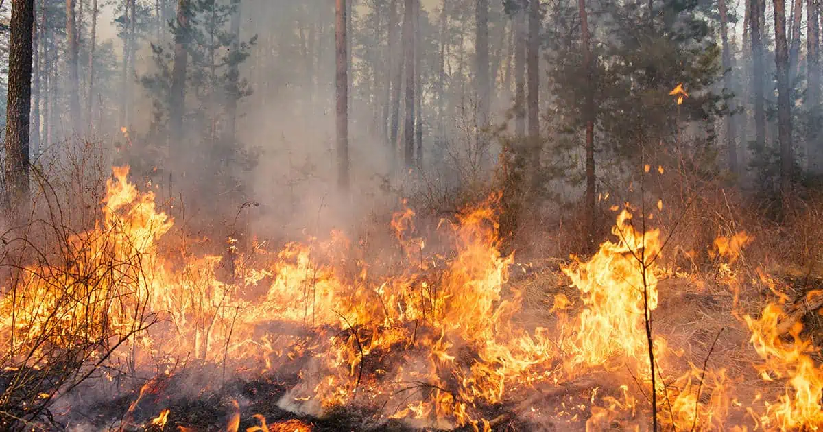 Regione Calabria: droni contro gli incendi