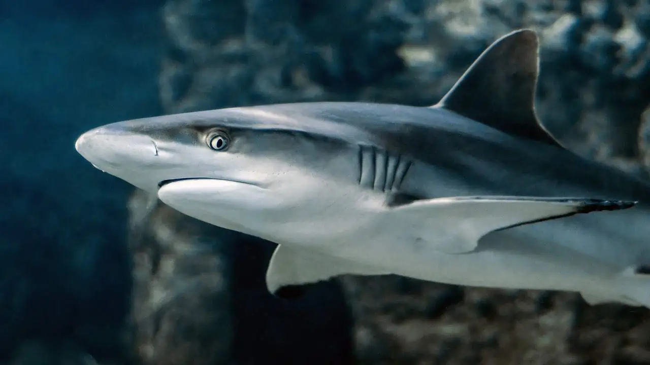 Branco di squali avvistati dai droni a New York
