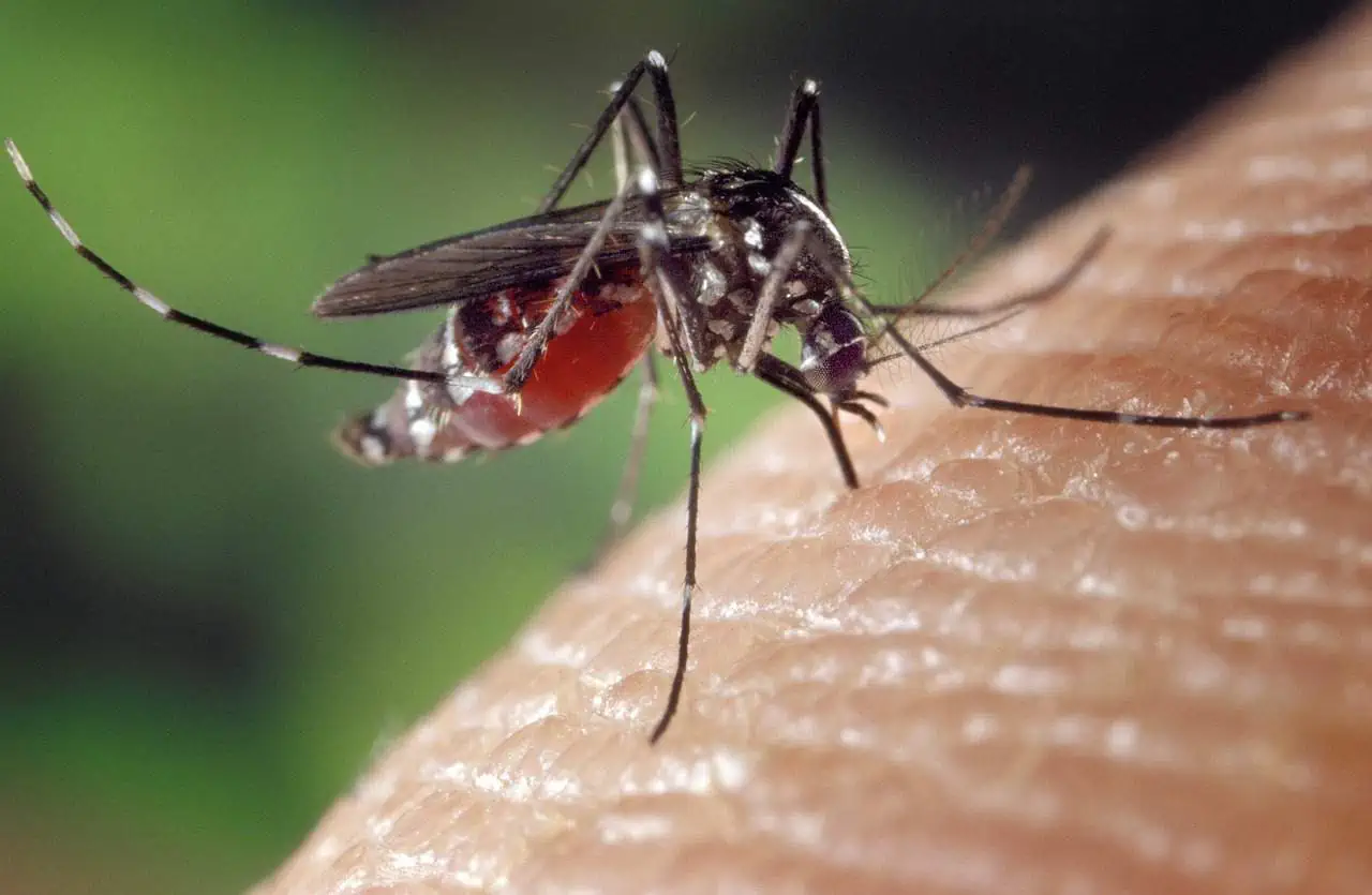 California: arrivano i droni contro le zanzare
