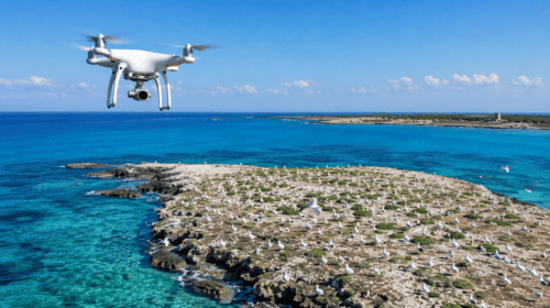 Droni, termocamere e intelligenza artificiale: così il Salento protegge il raro gabbiano corso senza disturbare le colonie