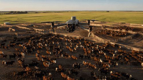 DJI Mavic 3 Enterprise: il drone che conta migliaia di bovini con una precisione del 99,997% e rivoluziona gli allevamenti